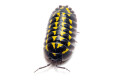 Armadillidum gestroi